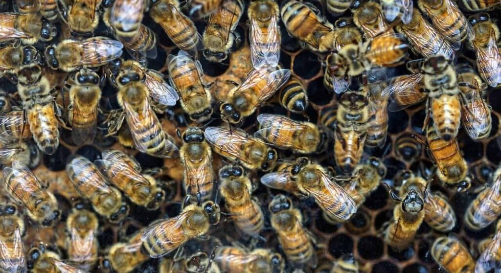 18 Million Dead Bees
