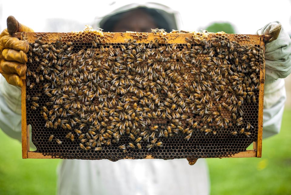 Beekeeper holding a honeybee hive frame covered with bees