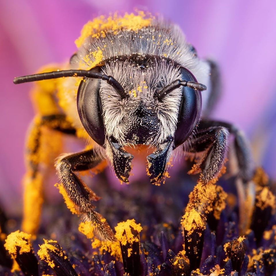 Pollen-covered honey bee in an article about how honey bees can detect viruses in food.