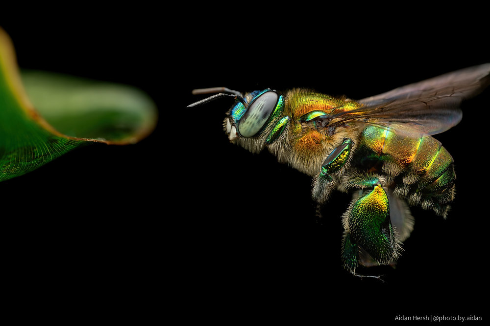 Native Costa Rican bee close-up showing the beauty and importance of pollinators