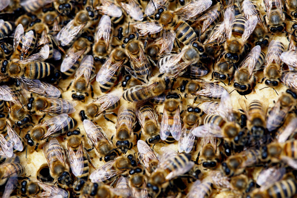 Close-up of honeybees inside a hive showing why bee protection and safe water matter