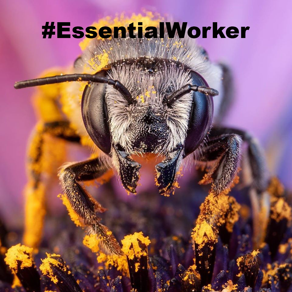 Close-up of a pollen-covered bee with the text Essential Worker
