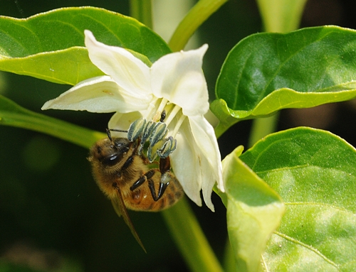Bee collecting pollen from a white pepper plant flower surrounded by green leaves.