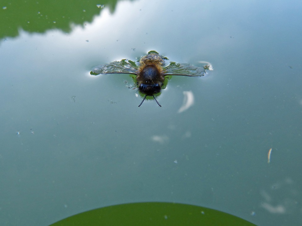 Bee floating on the surface of water with wet wings and no visible place to land.