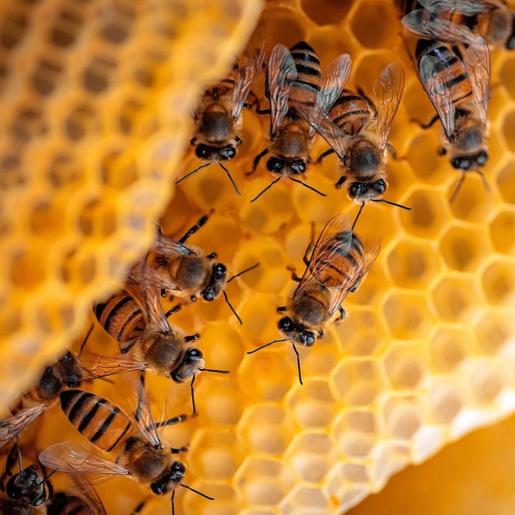 Honeybees inside a hive managing extreme heat and helping regulate colony temperature
